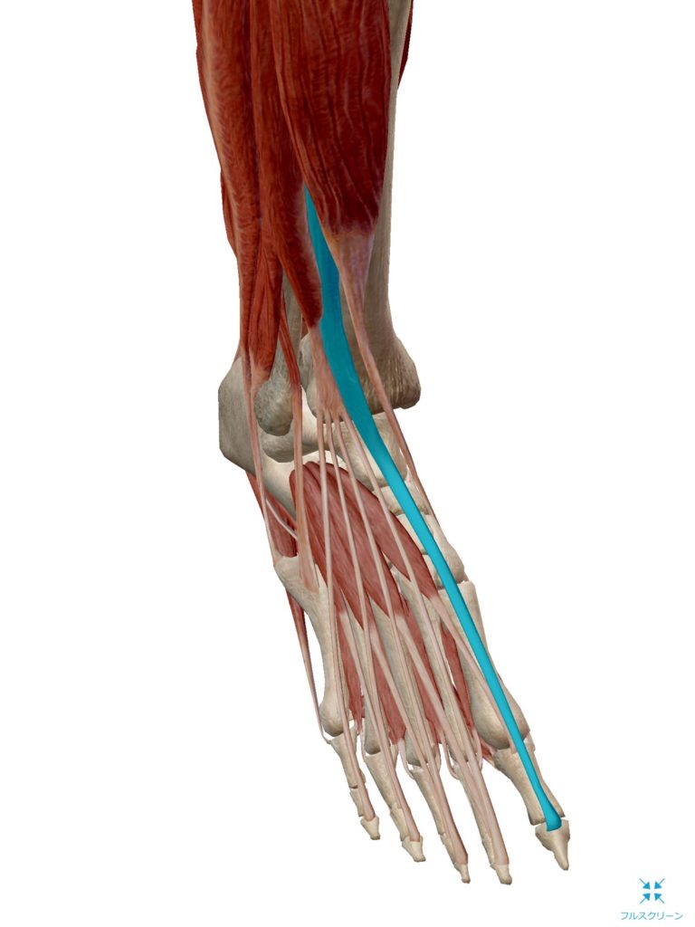 長拇趾伸筋のトリガーポイント鍼治療