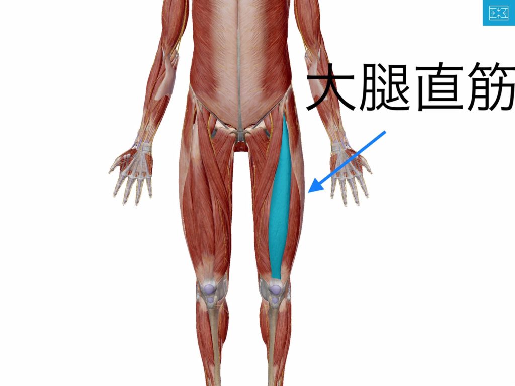 大腿四頭筋の解剖学