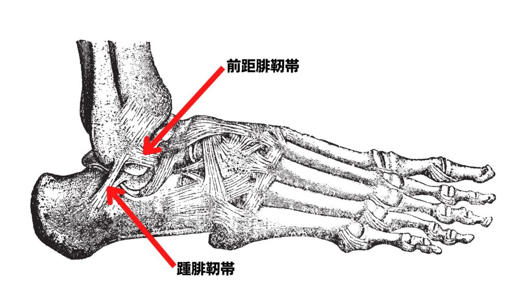 足首の靭帯