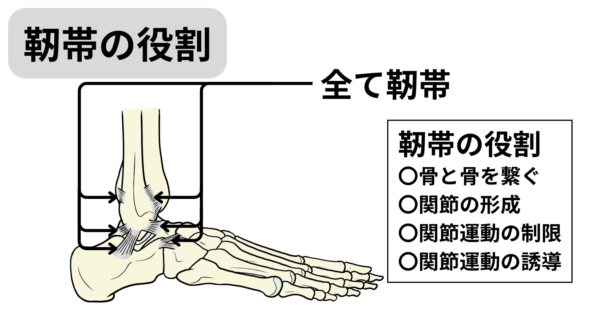 膝内側側副靭帯損傷後の運動介入|復帰に向けた運動の一例 | 筑紫野市二日市の杏鍼灸整骨院