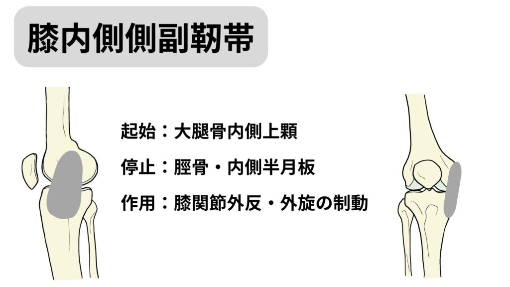 膝内側側副靭帯損傷後の運動介入|復帰に向けた運動の一例 | 筑紫野市二日市の杏鍼灸整骨院