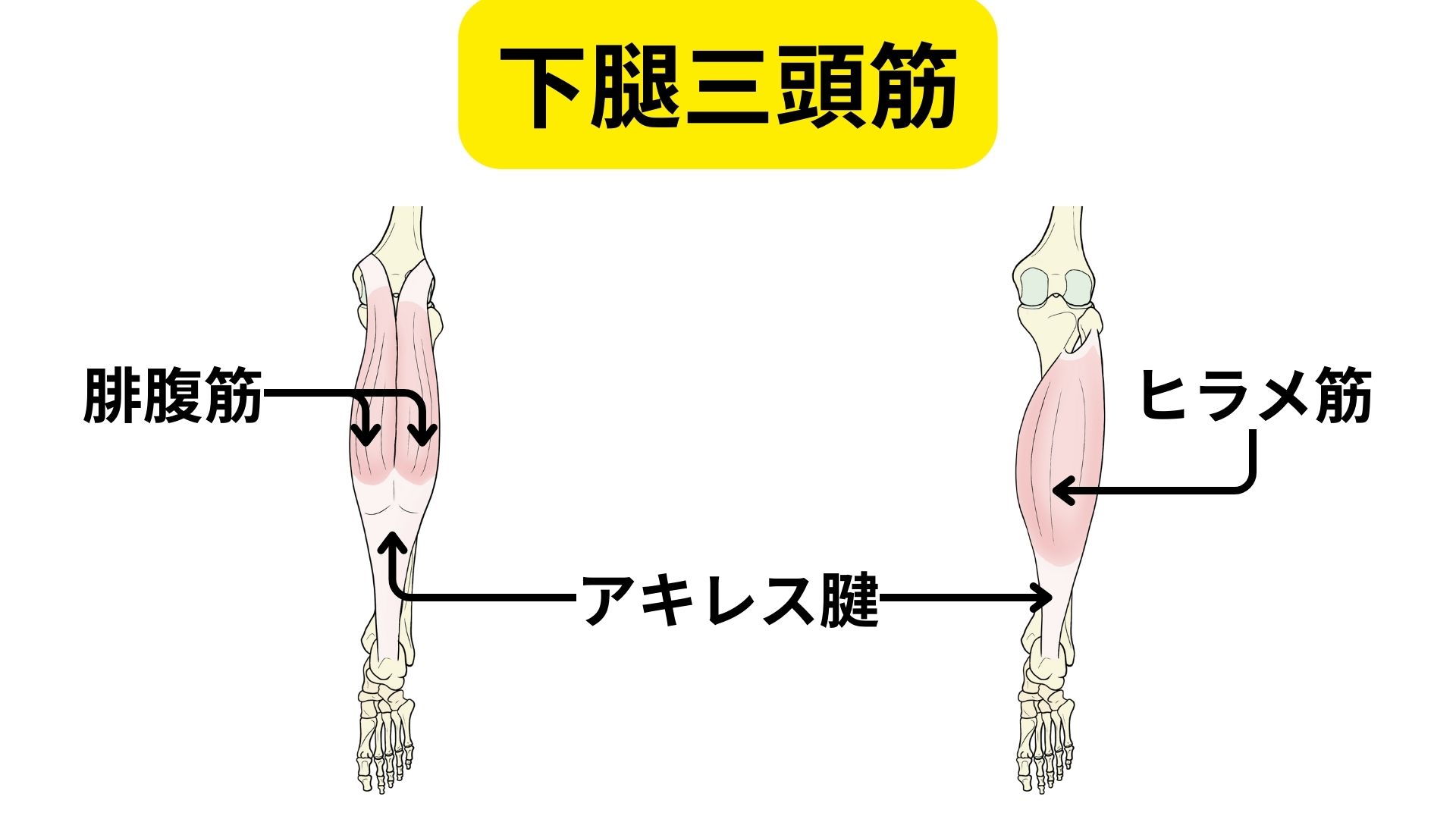 アキレス腱に対する超音波治療器 筋ポンプ作用|アキレス腱の特性を考える | 筑紫野市二日市の杏鍼灸整骨院